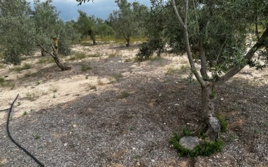 T 414 Parcela con olivos y con agua en zona con tierra muy buena para plantar.