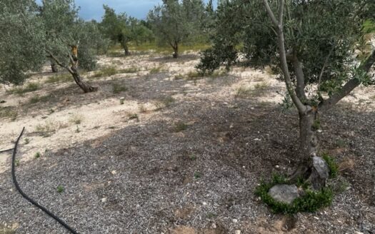 T 414 Parcela con olivos y con agua en zona con tierra muy buena para plantar.