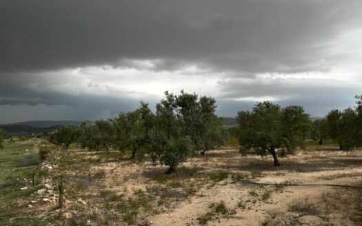 T 414 Parcela con olivos y con agua en zona con tierra muy buena para plantar.