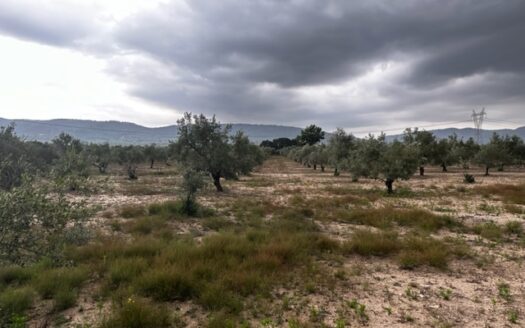 T 414 Parcela con olivos y con agua en zona con tierra muy buena para plantar.