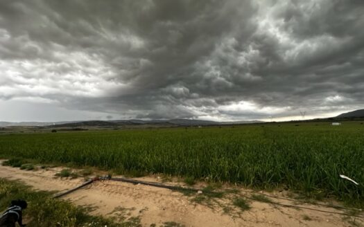 T 414 Parcela con olivos y con agua en zona con tierra muy buena para plantar.