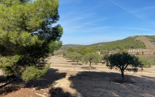 Casita vivienda de 22m2 y 20m2 de porche y 10m2 de balsa. La parcela tiene 17.000 M2 de olivar.