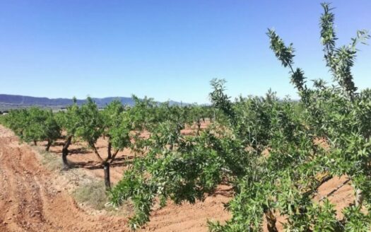 T 440 Terreno en Beneixama de almendros en produccion con parcela plana junto a carretera asfaltada