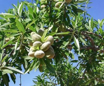 T 440 Terreno en Beneixama de almendros en produccion con parcela plana junto a carretera asfaltada