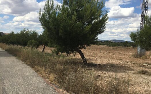 T 245 Terreno en Ctra. de Biar a Villena