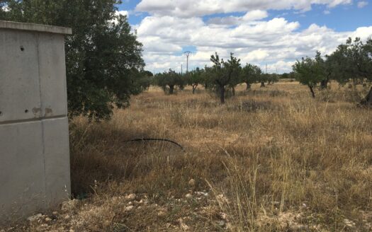 T 245 Terreno en Ctra. de Biar a Villena