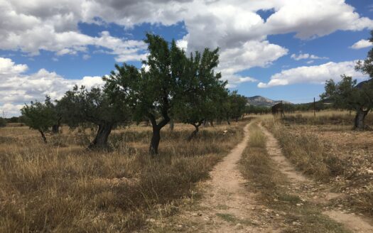 T 245 Terreno en Ctra. de Biar a Villena