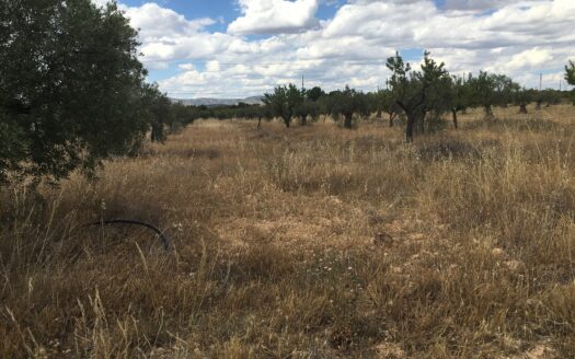 T 245 Terreno en Ctra. de Biar a Villena