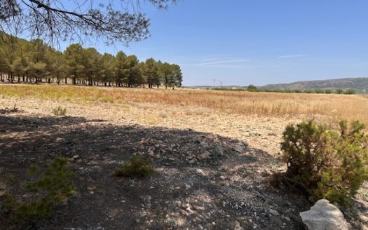 Finca 077 en Campo de Mirra con casa, nave y bodega con varias pinadas….