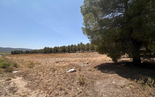 Finca 077 en Campo de Mirra con casa, nave y bodega con varias pinadas….