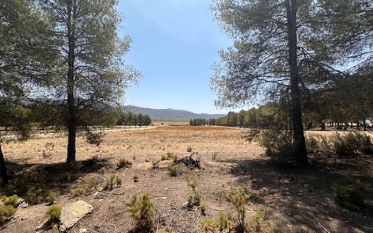 Finca 077 en Campo de Mirra con casa, nave y bodega con varias pinadas….