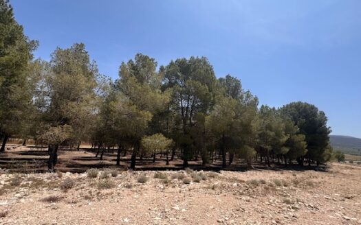 Finca 077 en Campo de Mirra con casa, nave y bodega con varias pinadas….