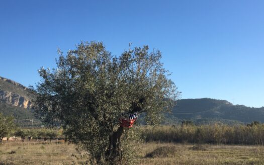 T 247 Terreno en venta en Peña Rubia