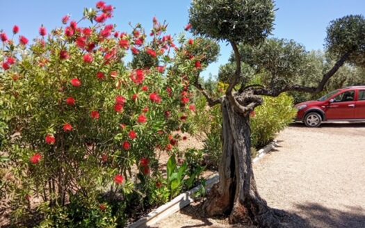 CHALET 165 EN BIAR CON PISCINA Y OLIVAR Y MAS FRUTALES EN PRODUCCION