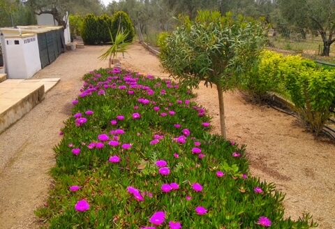 CHALET 165 EN BIAR CON PISCINA Y OLIVAR Y MAS FRUTALES EN PRODUCCION