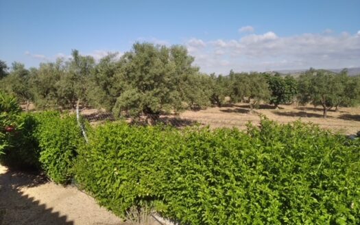 CHALET 165 EN BIAR CON PISCINA Y OLIVAR Y MAS FRUTALES EN PRODUCCION