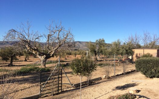 CHALET 165 EN BIAR CON PISCINA Y OLIVAR Y MAS FRUTALES EN PRODUCCION