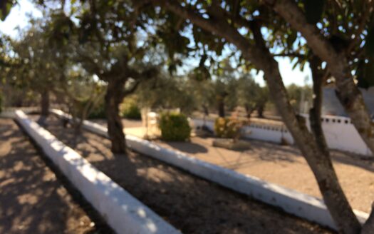 CHALET 165 EN BIAR CON PISCINA Y OLIVAR Y MAS FRUTALES EN PRODUCCION