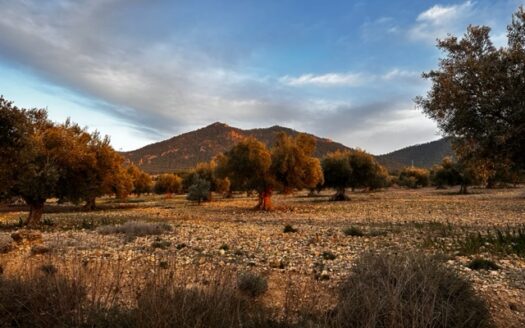 T 384 Se vende terreno en Biar (Alicante)