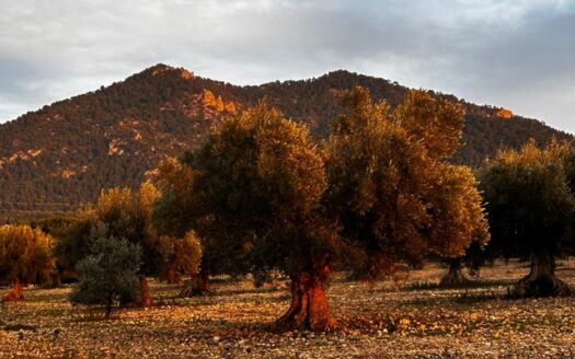 T 384 Se vende terreno en Biar (Alicante)