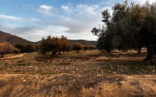 T 384 Se vende terreno en Biar (Alicante)