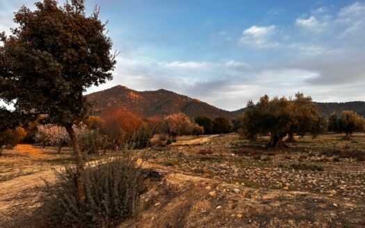 T 384 Se vende terreno en Biar (Alicante)