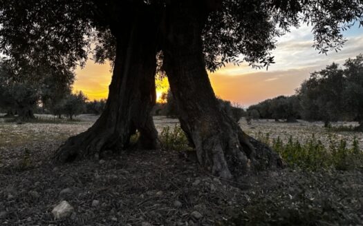 T 384 Se vende terreno en Biar (Alicante)