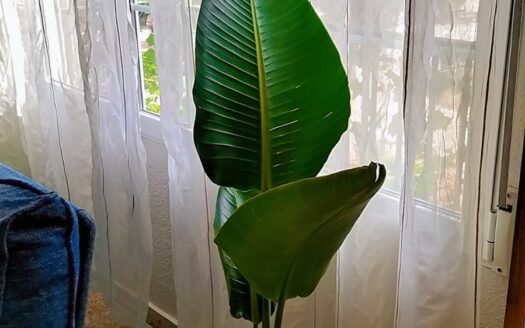 P 371 Se vende Piso en Villena (Alicante)